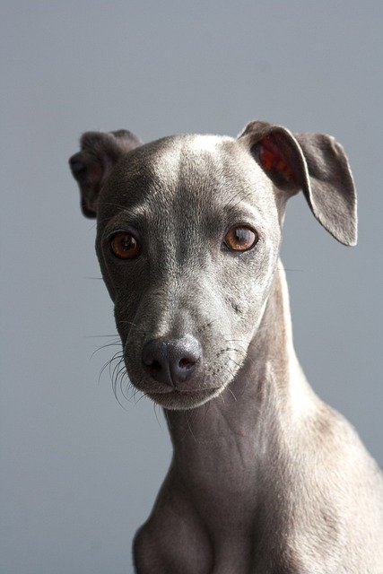 greyhound, dog, puppy, italian greyhound, pet, animal, young dog, domestic dog, canine, purebred, breed, cute, adorable, nature, portrait