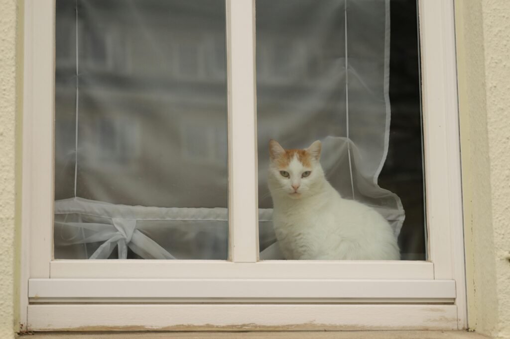 A cute domestic cat sits by a window, peering outside with curiosity.